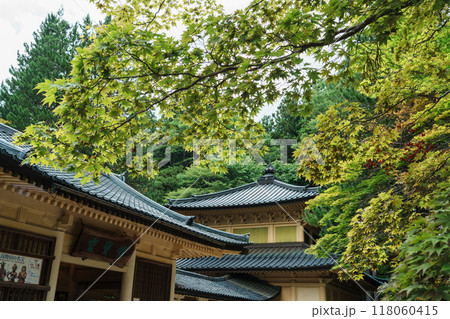 青葉の高野山霊宝館 青葉の高野山霊宝館 118060415
