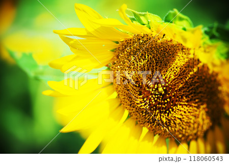 ひまわり 118060543