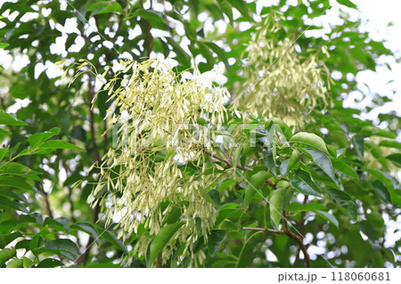 たくさんの実をつけたシマトネリコ 118060681