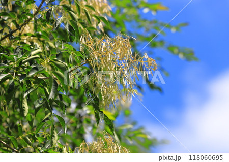 たくさんの実をつけたシマトネリコ 118060695