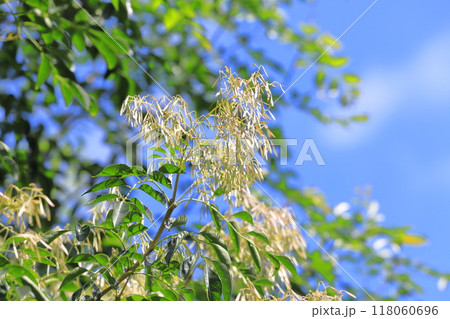 たくさんの実をつけたシマトネリコ 118060696