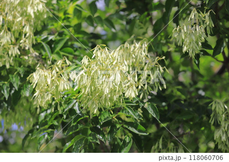 たくさんの実をつけたシマトネリコ 118060706