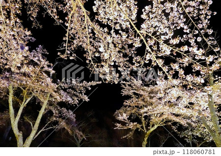 幻想的な満開の夜桜の饗宴 118060781