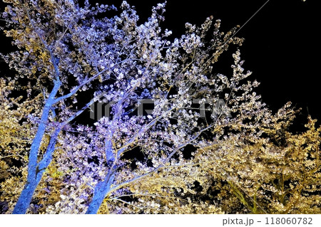 幻想的な満開の夜桜の饗宴 幻想的な満開の夜桜の饗宴 118060782