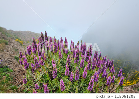 View near Pico do Arieiro, Portugal in clouds 118061208