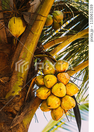 Goa, India. Close View Of Fruits Of Coconut Tree Palm Goa, India. Close View Of Fruits Of Coconut Tree Palm 118061389