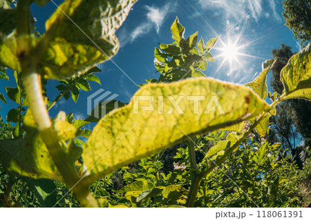 Rural Landscape Potato Field With Young Potato Flowering Blooming Green Vernal Sprouts. Young Green Plantation. Sunshine direct in camera. Agricultural Landscape. Blue Sky Above Potato plants 118061391