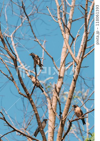 Goa, India. Rosy Starling Birds Sitting On Branches Of Tree On Backgroung Of Blue Sky Goa, India. Rosy Starling Birds Sitting On Branches Of Tree On Backgroung Of Blue Sky 118061393