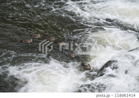 急流の流れの中のカモ 118061414