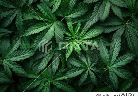 Cannabis leaves creating deep green background pattern 118061758