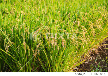 収獲間近の稲穂 118061853