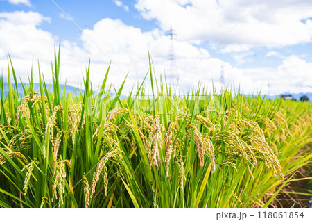 収獲間近の稲穂 118061854