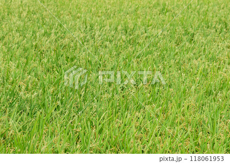 北海道の実のついた稲 北海道の実のついた稲 118061953