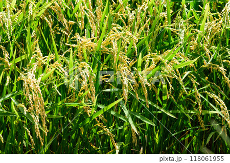 北海道の実のついた稲 北海道の実のついた稲 118061955