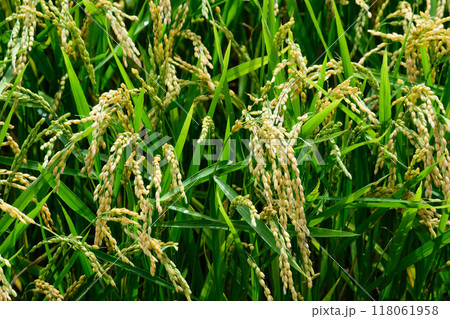 北海道の実のついた稲 118061958