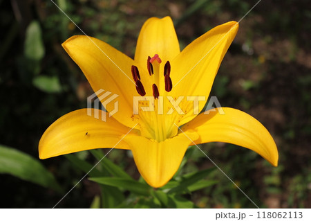 透百合 ・・・・・・・・ \✿ Yellow Japanese lily ✿/・・ 透百合 ・・・・・・・・ \✿ Yellow Japanese lily ✿/・・ 118062113
