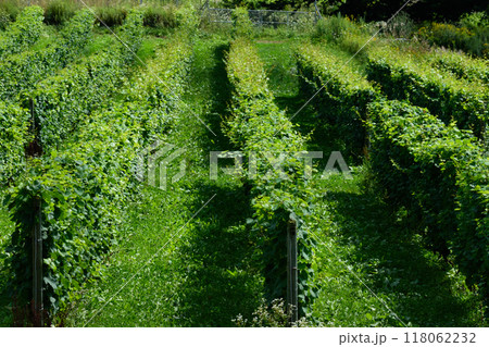 北海道のブドウ畑 118062232