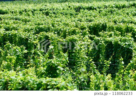 北海道のブドウ畑 118062233