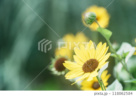 黄色い花 黄色い花 118062584