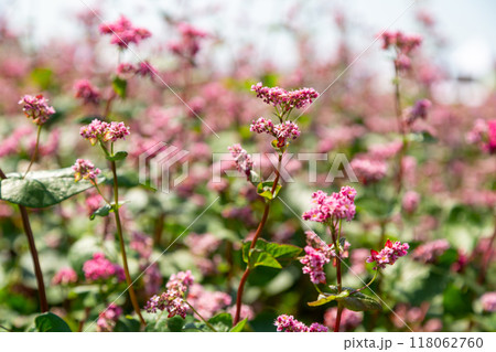 Red buckwheat flowers on the field. Blooming buckwheat. Buckwheat field on a summer sunny day.  118062760