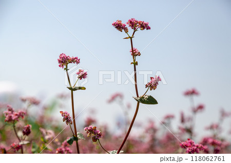 Red buckwheat flowers on the field. Blooming buckwheat. Buckwheat field on a summer sunny day.  118062761
