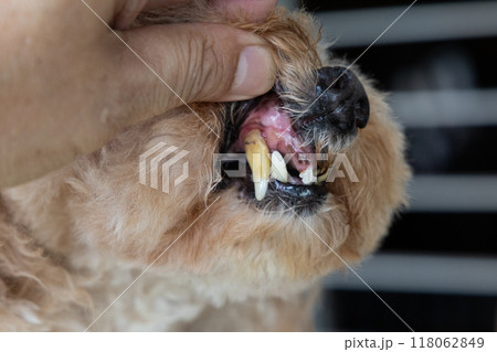 Dog with teeth gingivitis decay and gum problem had most of her teeth extracted to prevent other health issues. 118062849