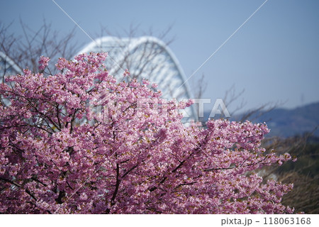 西海橋の桜が咲く 118063168