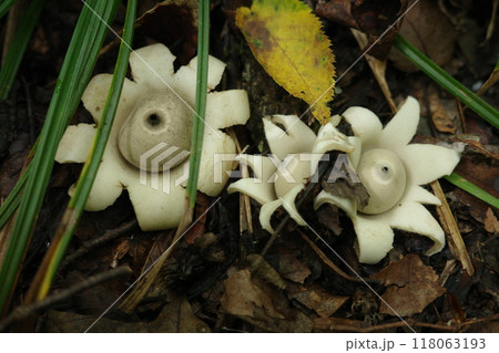 真夏の広葉樹林の林床に生えるキノコ、ツチグリ 118063193