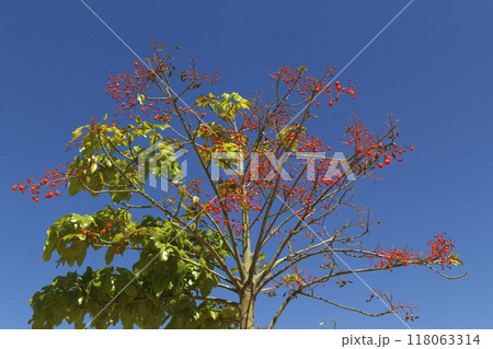 Natural anomaly of tree 118063314