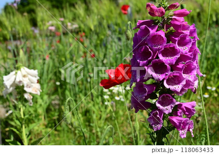 ジギタリス(オオバコ科)の花 ジギタリス(オオバコ科)の花 118063433