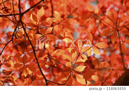 best fall foliage① 118063850