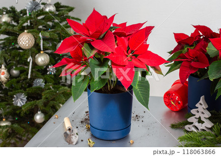 Transplanting Poinsettia flowers into new pots Transplanting Poinsettia flowers into new pots 118063866