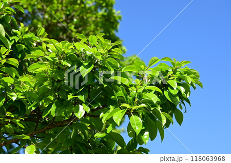 クロガネモチ（モチノキ科）常緑中高木の新緑 118063968