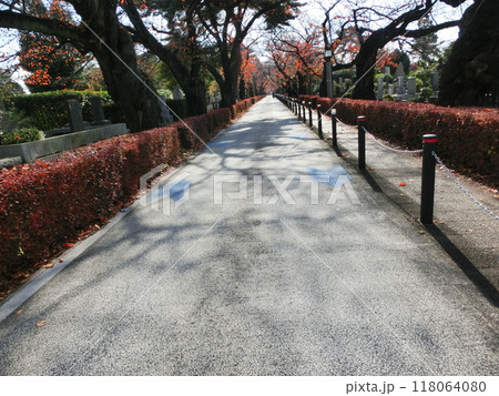 晩秋の都内風景-105 118064080