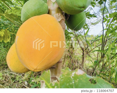 Ripe papaya on the tree, Bunch of fresh ripe papaya fruit hanging on a tree in papaya fruit garden. Ripe papaya on the tree, Bunch of fresh ripe papaya fruit hanging on a tree in papaya fruit garden. 118064707