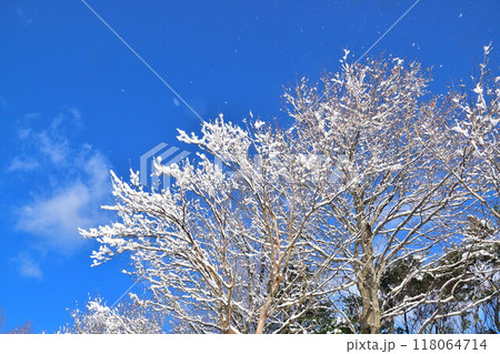 冬の上堰潟公園（新潟県） 118064714