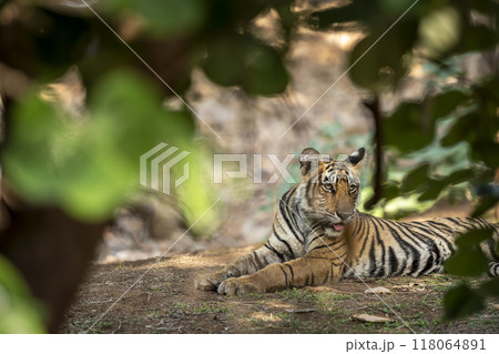 wild female tiger cub or panthera tigris closeup with face expression Showstopper sitting in natural scenic green background jungle safari at Ranthambore National Park Forest Reserve Rajasthan India 118064891