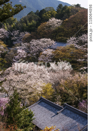 桜に囲まれた長谷寺の風景 奈良県の桜の名所 春の奈良観光スポット 桜に囲まれた長谷寺の風景 奈良県の桜の名所 春の奈良観光スポット 118064898