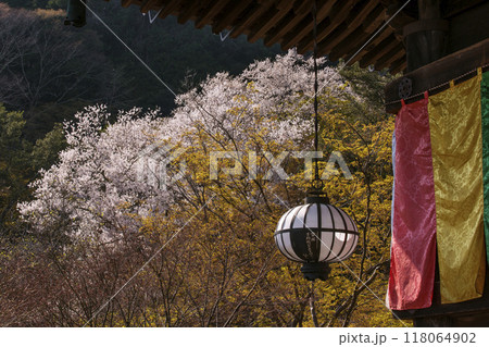 長谷寺の桜の風景 桜と本堂の風景 奈良県の桜の名所 春の奈良観光スポット 長谷寺の桜の風景 桜と本堂の風景 奈良県の桜の名所 春の奈良観光スポット 118064902