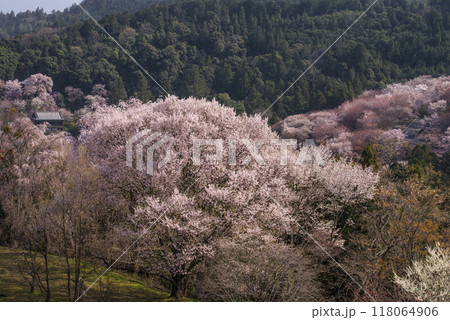 吉野山の千本桜　一目千本桜　日本一の花見の名所　世界遺産の観光地　奈良観光スポット　 118064906