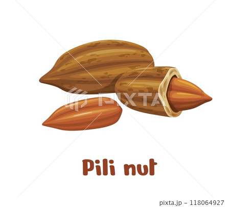Pili nuts or Canarium Ovatum plant seed kernels for food, vector icon. Philippines tropical pili nuts in shell and raw peeled for vegetarian healthy organic fruits or edible seed foodstuff 118064927