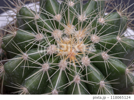 Detail of Ferocactus echidne with sharp white prickles. Detail of Ferocactus echidne with sharp white prickles. 118065124