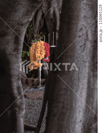 Bangkok, Thailand - 27 Oct 2019 : Marigold flower garlands hanging on steel under the big tree. 118065129