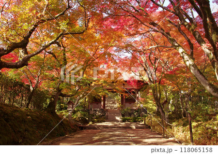 紅葉の常寂光寺 紅葉の常寂光寺 118065158