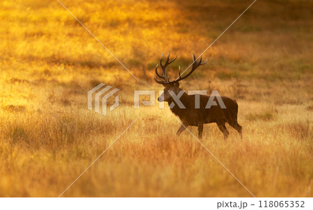 Red deer stag walking through golden grass at sunrise Red deer stag walking through golden grass at sunrise 118065352
