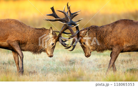 Portrait of red deer stags battling for dominance in autumn meadow during rutting season 118065353