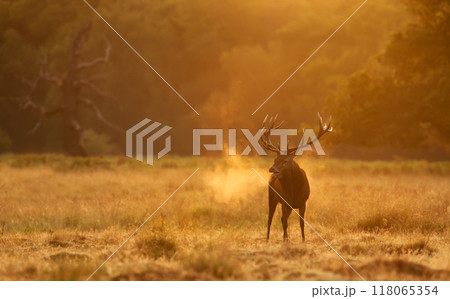Majestic red deer stag calling during rutting season in golden sunrise mist 118065354