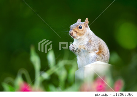 Portrait of a cute grey squirrel standing on a garden fence post Portrait of a cute grey squirrel standing on a garden fence post 118065360