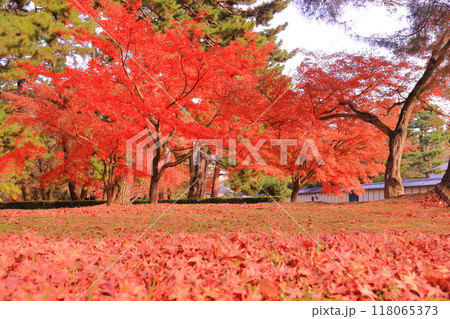 京都御苑(京都市上京区)公園の紅葉 京都御苑(京都市上京区)公園の紅葉 118065373