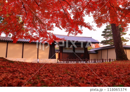 京都御苑（京都市上京区）公園　京都迎賓館前の紅葉 118065374